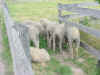 Mich200206181539b.jpg (86399 bytes)